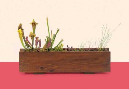Build a Bog Container Image